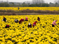 Farmers pick golden chrysanthemum at a Chinese herbal medicine cultivation cooperative plant base in Hefei, China, on November 9, 2024. (