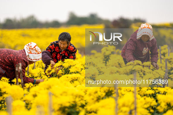 Farmers pick golden chrysanthemum at a Chinese herbal medicine cultivation cooperative plant base in Hefei, China, on November 9, 2024. 