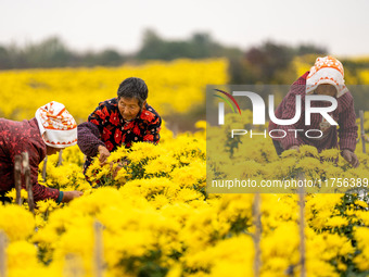 Farmers pick golden chrysanthemum at a Chinese herbal medicine cultivation cooperative plant base in Hefei, China, on November 9, 2024. (