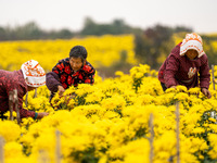 Farmers pick golden chrysanthemum at a Chinese herbal medicine cultivation cooperative plant base in Hefei, China, on November 9, 2024. (