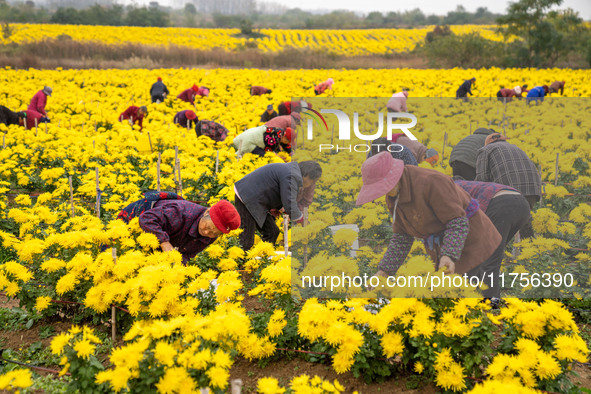 Farmers pick golden chrysanthemum at a Chinese herbal medicine cultivation cooperative plant base in Hefei, China, on November 9, 2024. 