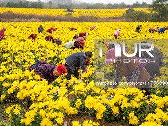 Farmers pick golden chrysanthemum at a Chinese herbal medicine cultivation cooperative plant base in Hefei, China, on November 9, 2024. (