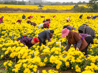 Farmers pick golden chrysanthemum at a Chinese herbal medicine cultivation cooperative plant base in Hefei, China, on November 9, 2024. (