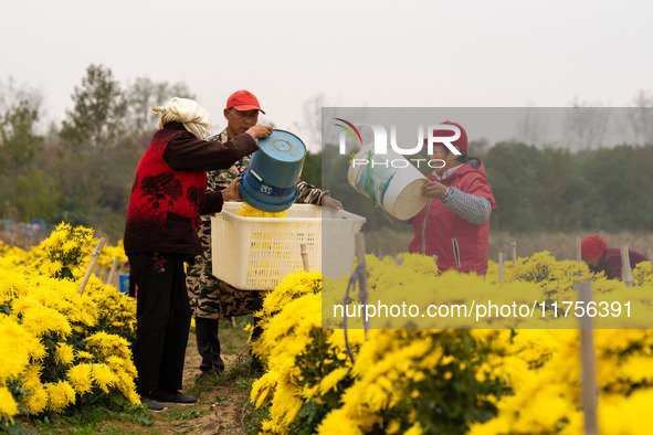 Farmers pick golden chrysanthemum at a Chinese herbal medicine cultivation cooperative plant base in Hefei, China, on November 9, 2024. 