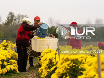 Farmers pick golden chrysanthemum at a Chinese herbal medicine cultivation cooperative plant base in Hefei, China, on November 9, 2024. (