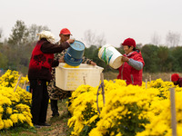 Farmers pick golden chrysanthemum at a Chinese herbal medicine cultivation cooperative plant base in Hefei, China, on November 9, 2024. (