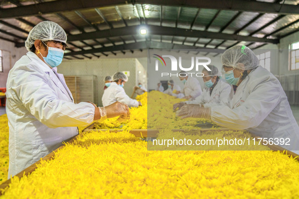 Farmers sort golden chrysanthemum at a Chinese herbal medicine cultivation cooperative plant base in Hefei, China, on November 9, 2024. 