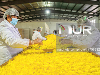 Farmers sort golden chrysanthemum at a Chinese herbal medicine cultivation cooperative plant base in Hefei, China, on November 9, 2024. (