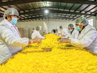 Farmers sort golden chrysanthemum at a Chinese herbal medicine cultivation cooperative plant base in Hefei, China, on November 9, 2024. (