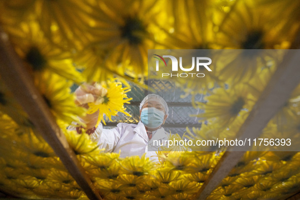 Farmers sort golden chrysanthemum at a Chinese herbal medicine cultivation cooperative plant base in Hefei, China, on November 9, 2024. 