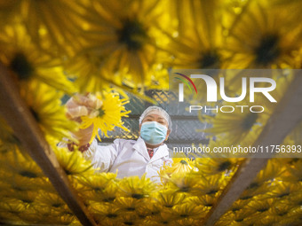 Farmers sort golden chrysanthemum at a Chinese herbal medicine cultivation cooperative plant base in Hefei, China, on November 9, 2024. (