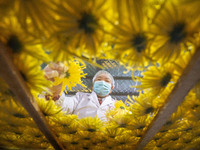 Farmers sort golden chrysanthemum at a Chinese herbal medicine cultivation cooperative plant base in Hefei, China, on November 9, 2024. (