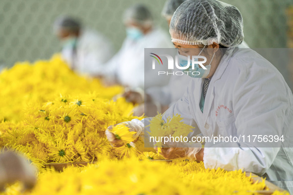 Farmers sort golden chrysanthemum at a Chinese herbal medicine cultivation cooperative plant base in Hefei, China, on November 9, 2024. 