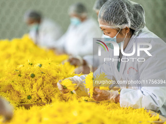 Farmers sort golden chrysanthemum at a Chinese herbal medicine cultivation cooperative plant base in Hefei, China, on November 9, 2024. (