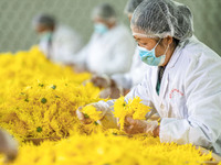 Farmers sort golden chrysanthemum at a Chinese herbal medicine cultivation cooperative plant base in Hefei, China, on November 9, 2024. (