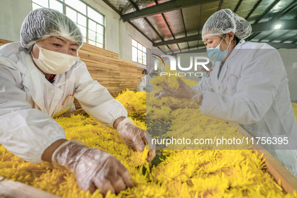 Farmers sort golden chrysanthemum at a Chinese herbal medicine cultivation cooperative plant base in Hefei, China, on November 9, 2024. 