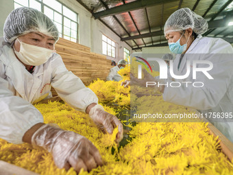 Farmers sort golden chrysanthemum at a Chinese herbal medicine cultivation cooperative plant base in Hefei, China, on November 9, 2024. (