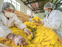 Farmers sort golden chrysanthemum at a Chinese herbal medicine cultivation cooperative plant base in Hefei, China, on November 9, 2024. (