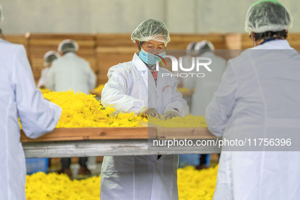 Farmers sort golden chrysanthemum at a Chinese herbal medicine cultivation cooperative plant base in Hefei, China, on November 9, 2024. 