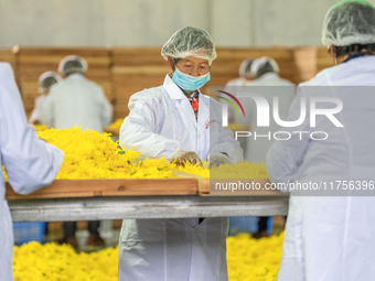 Farmers sort golden chrysanthemum at a Chinese herbal medicine cultivation cooperative plant base in Hefei, China, on November 9, 2024. (