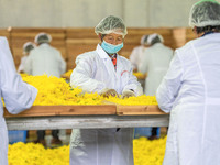 Farmers sort golden chrysanthemum at a Chinese herbal medicine cultivation cooperative plant base in Hefei, China, on November 9, 2024. (