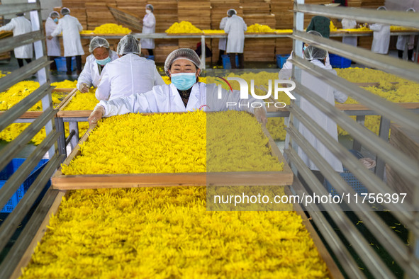 Farmers place golden chrysanthemum into the drying rack at a Chinese herbal medicine cultivation cooperative plant base in Hefei, China, on...