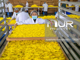 Farmers place golden chrysanthemum into the drying rack at a Chinese herbal medicine cultivation cooperative plant base in Hefei, China, on...