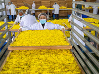 Farmers place golden chrysanthemum into the drying rack at a Chinese herbal medicine cultivation cooperative plant base in Hefei, China, on...