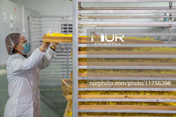 Farmers place golden chrysanthemum into the drying rack at a Chinese herbal medicine cultivation cooperative plant base in Hefei, China, on...