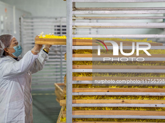 Farmers place golden chrysanthemum into the drying rack at a Chinese herbal medicine cultivation cooperative plant base in Hefei, China, on...