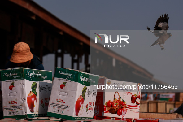 A myna (bird) flies as apple boxes are kept for sale at Asia's second largest fruit market in Sopore, Jammu and Kashmir, India, on November...