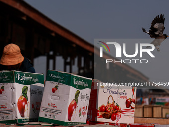 A myna (bird) flies as apple boxes are kept for sale at Asia's second largest fruit market in Sopore, Jammu and Kashmir, India, on November...