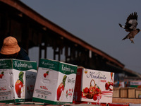 A myna (bird) flies as apple boxes are kept for sale at Asia's second largest fruit market in Sopore, Jammu and Kashmir, India, on November...