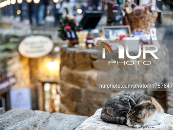 A cat sleeps in an Old Town of Baku, Azerbaijan on November 9, 2024. (