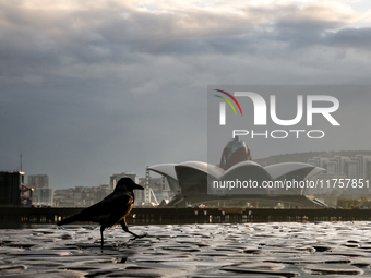 A bird walks on Caspian Sea Boulevard in Baku in front of landmark architecture, Azerbaijan on November 9, 2024. (