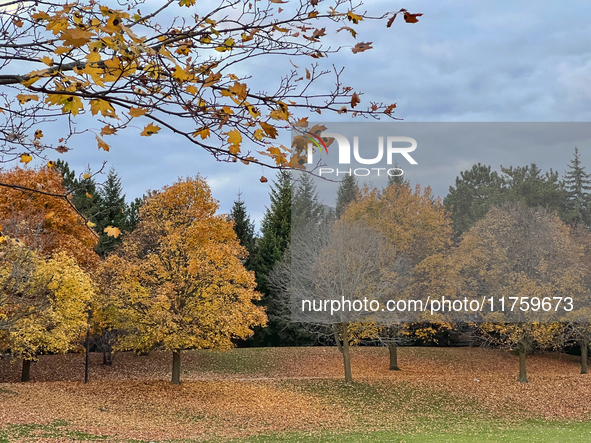 Colorful leaves appear on maple trees during the autumn season in Toronto, Ontario, Canada, on November 6, 2024. 