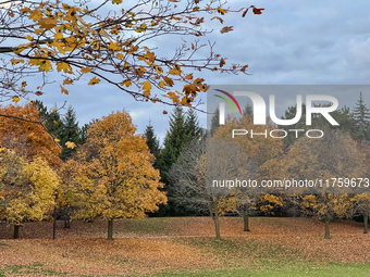 Colorful leaves appear on maple trees during the autumn season in Toronto, Ontario, Canada, on November 6, 2024. (