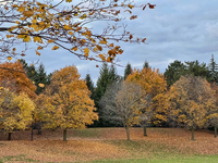 Colorful leaves appear on maple trees during the autumn season in Toronto, Ontario, Canada, on November 6, 2024. (