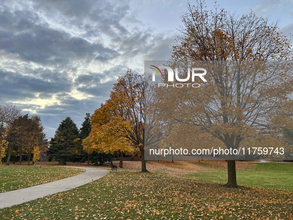 Colorful leaves appear on maple trees during the autumn season in Toronto, Ontario, Canada, on November 6, 2024. 