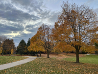 Colorful leaves appear on maple trees during the autumn season in Toronto, Ontario, Canada, on November 6, 2024. (