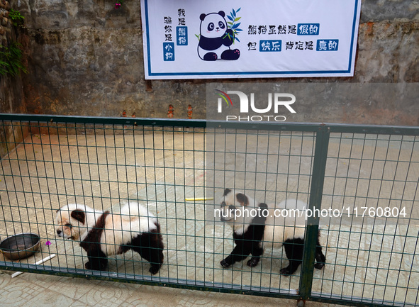 Visitors view a dog painted to look like a panda in Yichang, Hubei province, China, on November 9, 2024. The scenic spot also hangs a sign:...