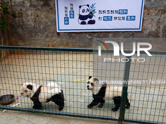 Visitors view a dog painted to look like a panda in Yichang, Hubei province, China, on November 9, 2024. The scenic spot also hangs a sign:...