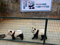 Visitors view a dog painted to look like a panda in Yichang, Hubei province, China, on November 9, 2024. The scenic spot also hangs a sign:...