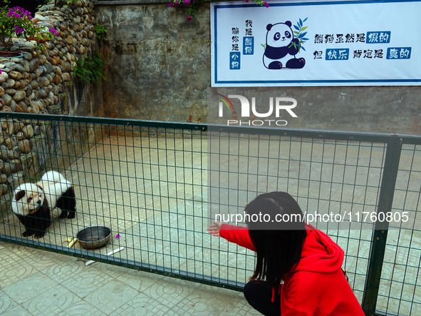 Visitors view a dog painted to look like a panda in Yichang, Hubei province, China, on November 9, 2024. The scenic spot also hangs a sign:...