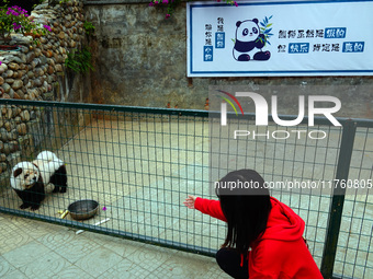 Visitors view a dog painted to look like a panda in Yichang, Hubei province, China, on November 9, 2024. The scenic spot also hangs a sign:...