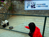 Visitors view a dog painted to look like a panda in Yichang, Hubei province, China, on November 9, 2024. The scenic spot also hangs a sign:...