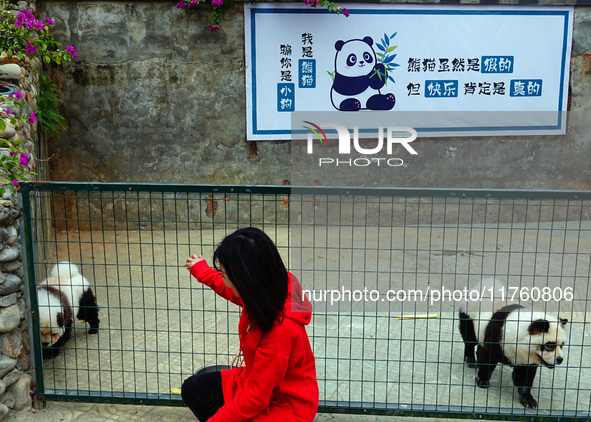 Visitors view a dog painted to look like a panda in Yichang, Hubei province, China, on November 9, 2024. The scenic spot also hangs a sign:...