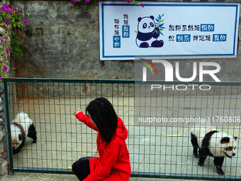 Visitors view a dog painted to look like a panda in Yichang, Hubei province, China, on November 9, 2024. The scenic spot also hangs a sign:...