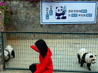 Visitors view a dog painted to look like a panda in Yichang, Hubei province, China, on November 9, 2024. The scenic spot also hangs a sign:...