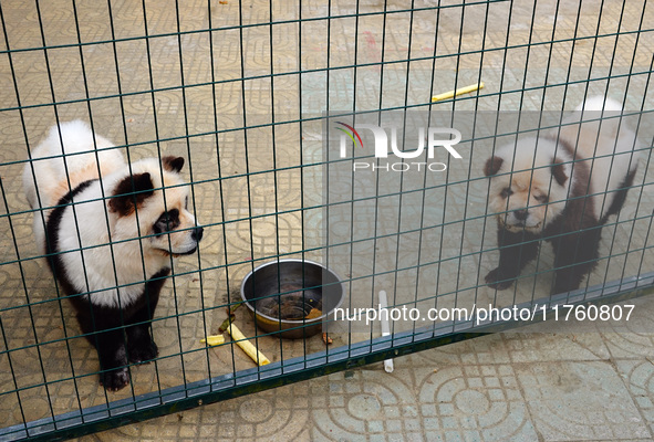 Visitors view a dog painted to look like a panda in Yichang, Hubei province, China, on November 9, 2024. The scenic spot also hangs a sign:...